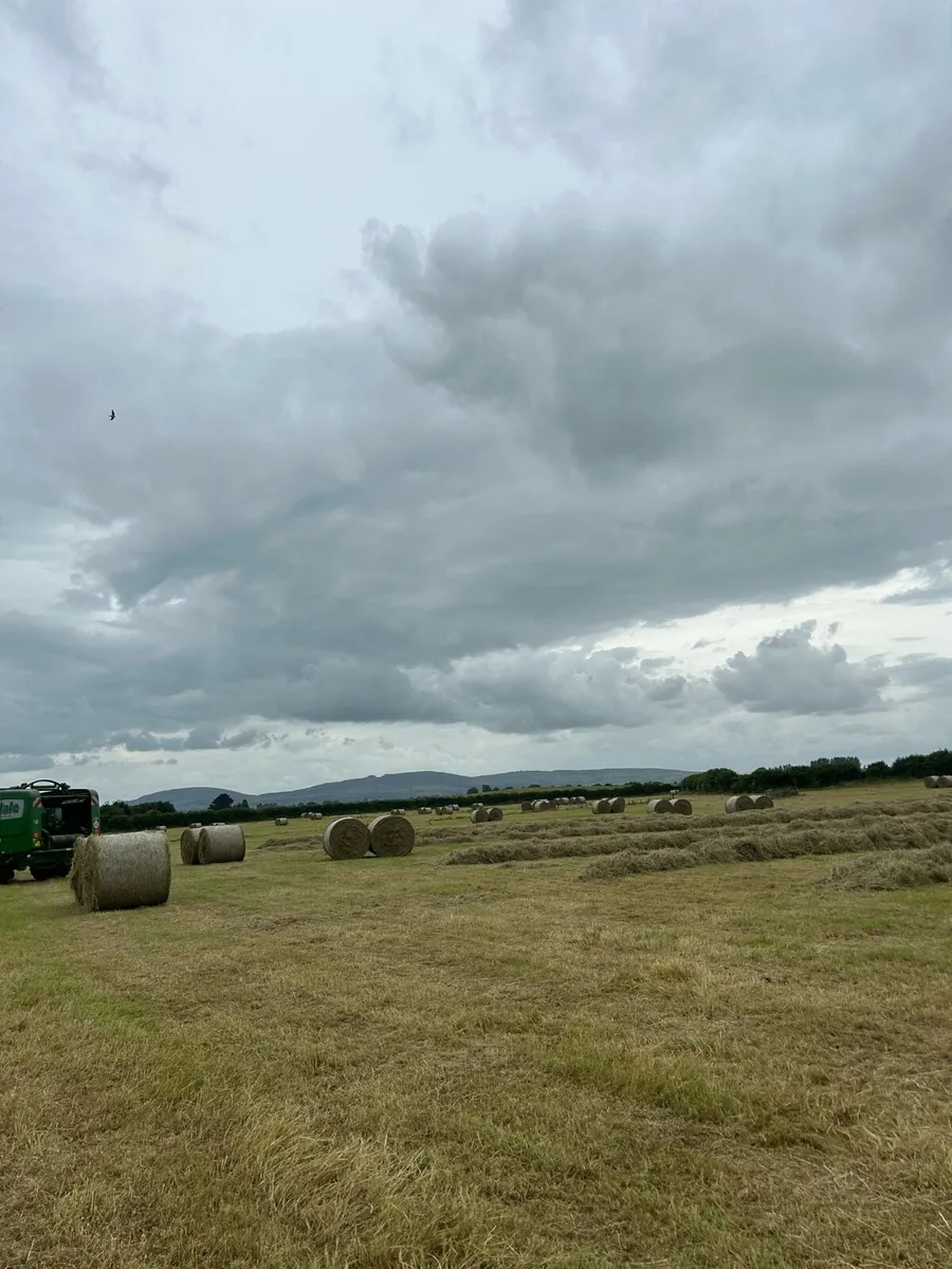Top quality hay bales (20) - Image 2