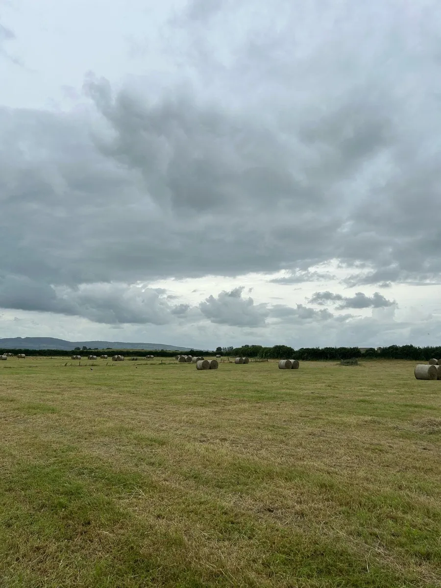 Top quality hay bales (20) - Image 3