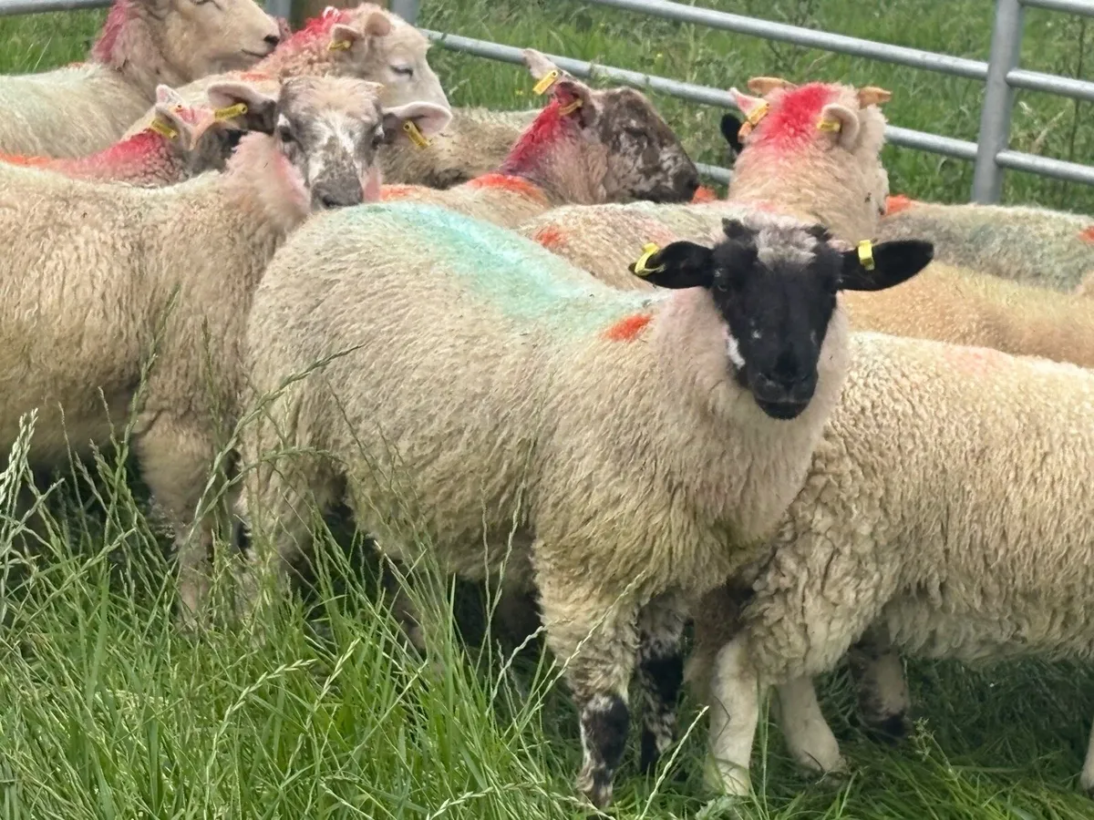 X bred ram lambs - Image 2
