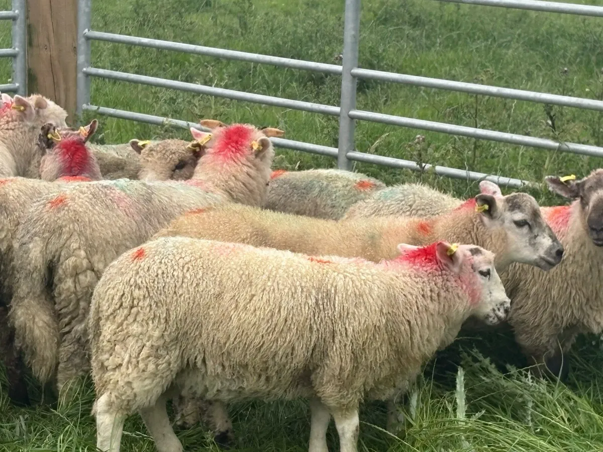 X bred ram lambs - Image 3