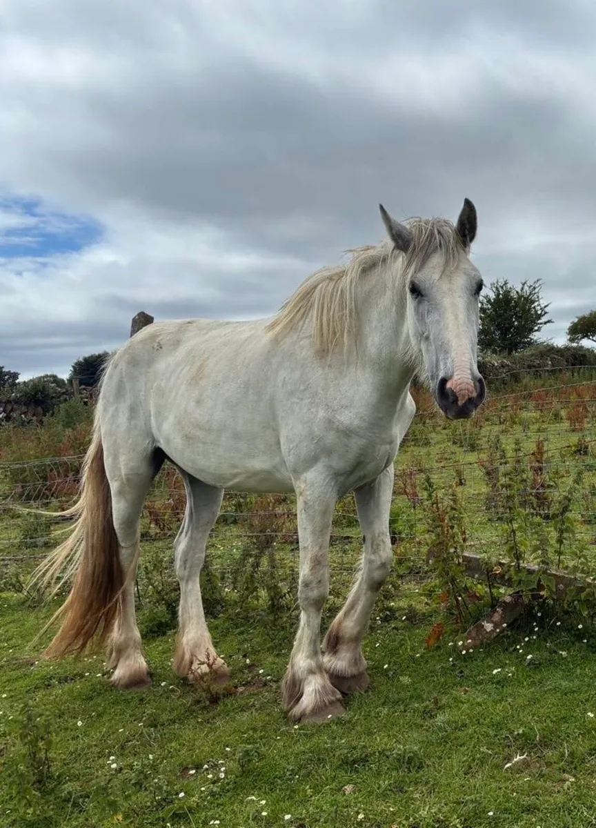 3 year old cob - Image 3