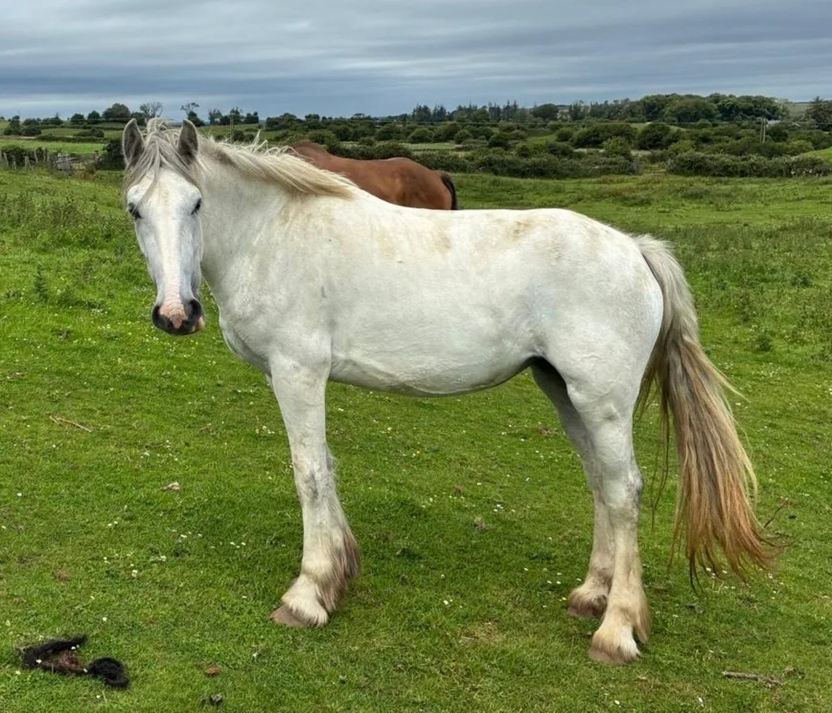 3 year old cob - Image 1