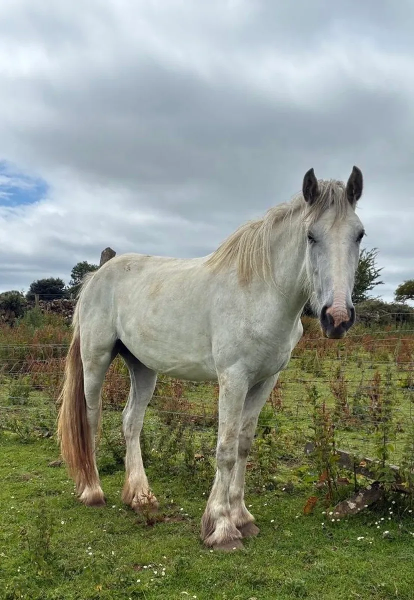 3 year old cob - Image 2