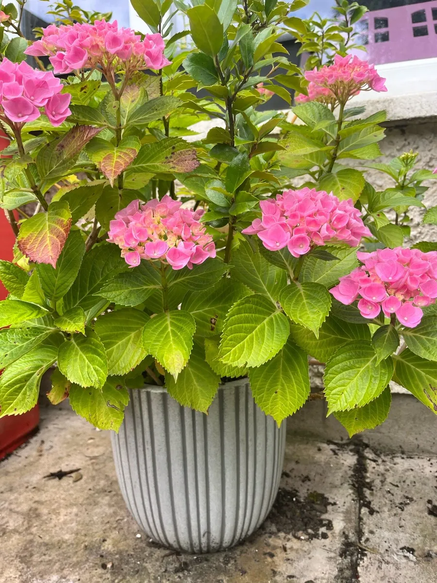 Hydrangea & Holy tree in a big ceramic pot - Image 1