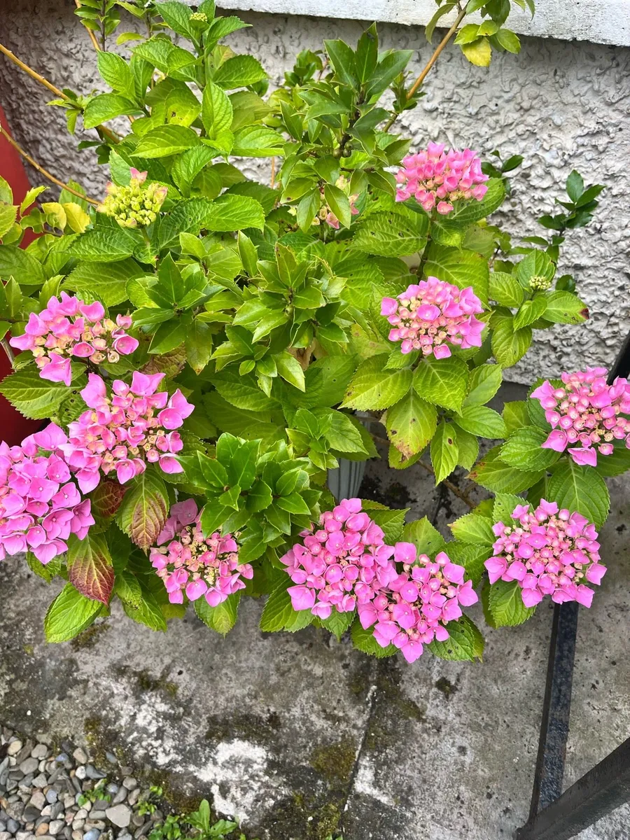 Hydrangea & Holy tree in a big ceramic pot - Image 2
