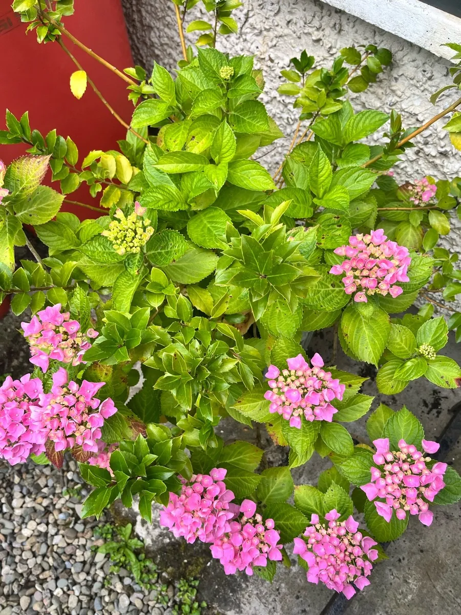 Hydrangea & Holy tree in a big ceramic pot - Image 3