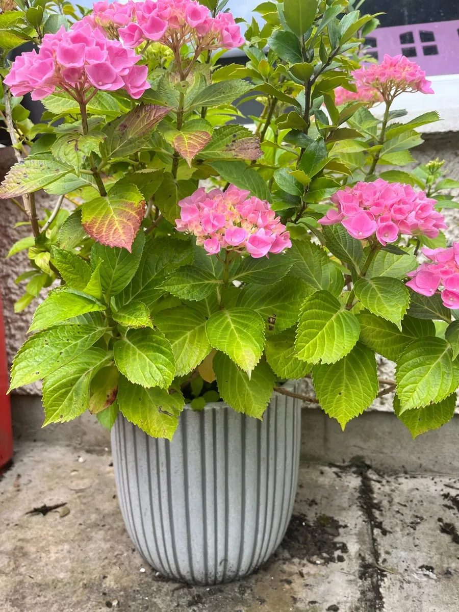 Hydrangea & Holy tree in a big ceramic pot - Image 4