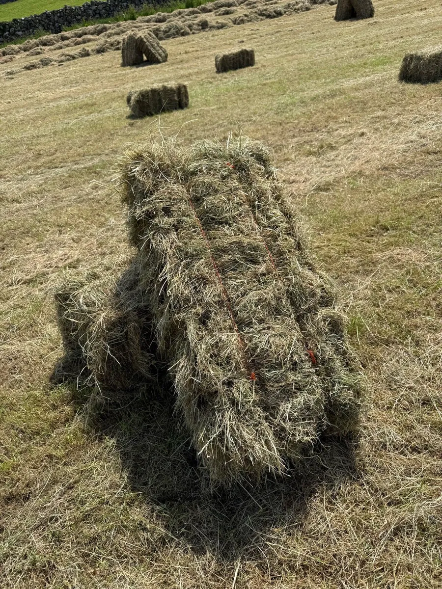 2026 Hay - Image 2