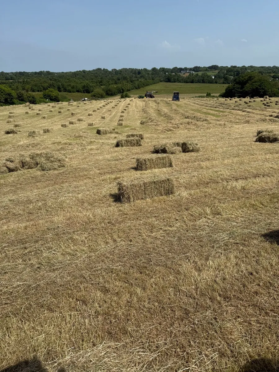 2026 Hay - Image 1