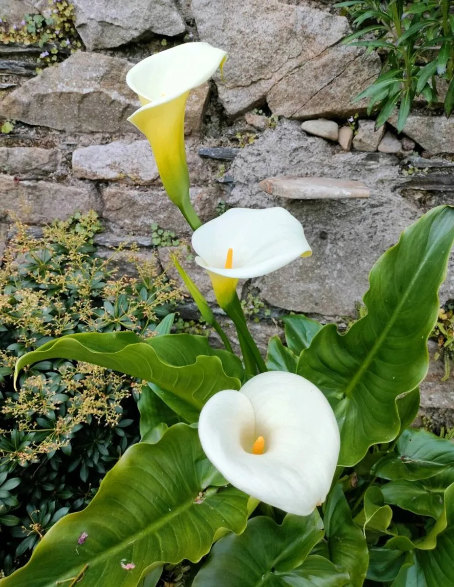 Outdoor plants for sale.
From €4 to €8 depending o - Image 4