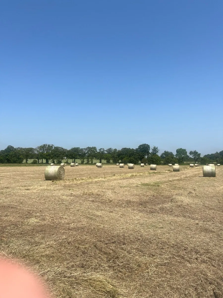 Hay - Image 2