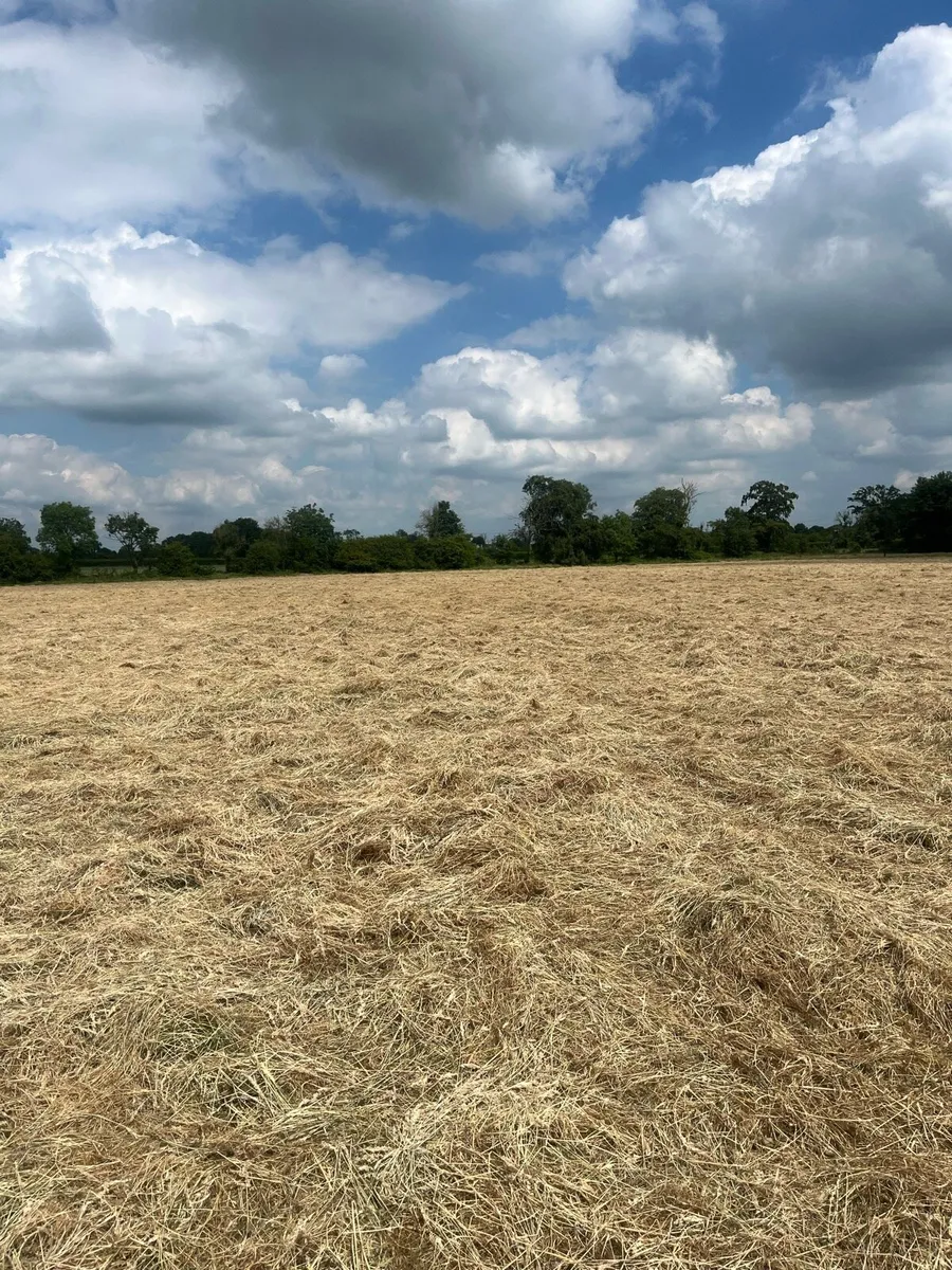 Hay - Image 3