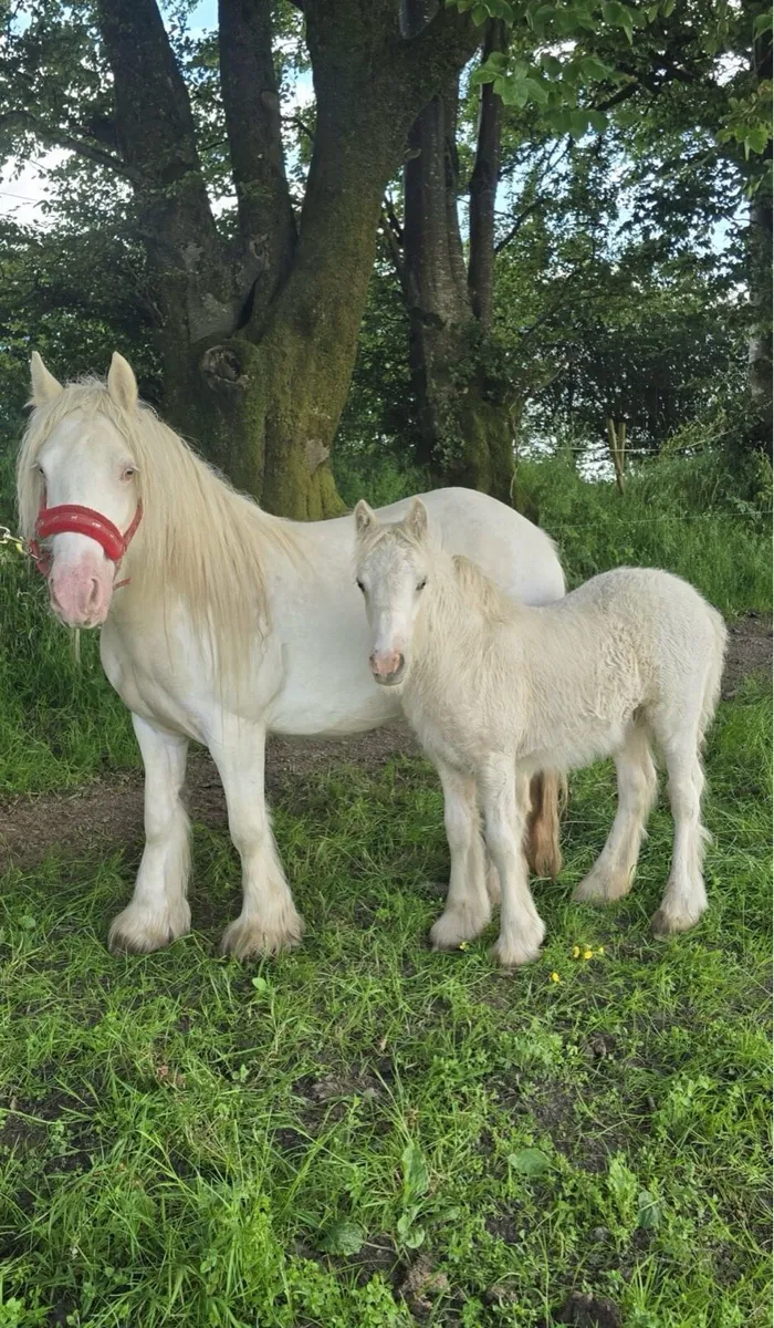 **Heavy cob mares ** - Image 3