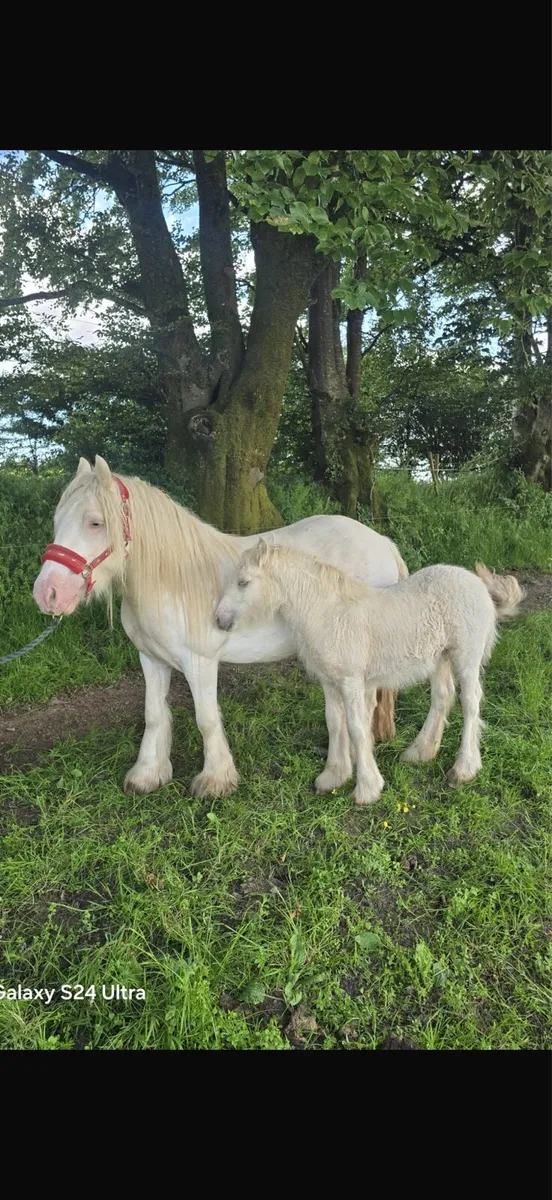 **Heavy cob mares ** - Image 1