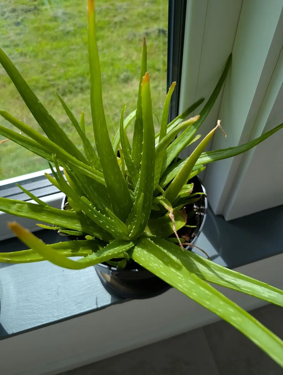 Aloe Vera plants