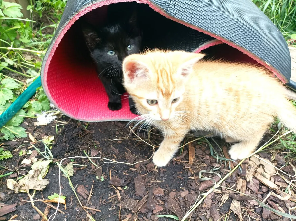 Kittens - Image 3