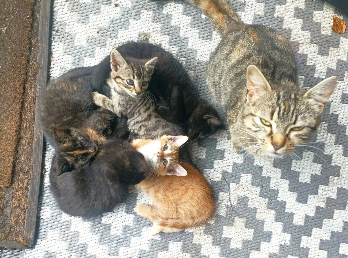 Kittens - Image 4