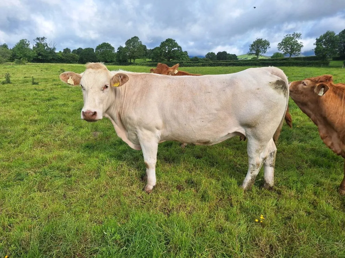 Charlaois x sim suckler cow - Image 1
