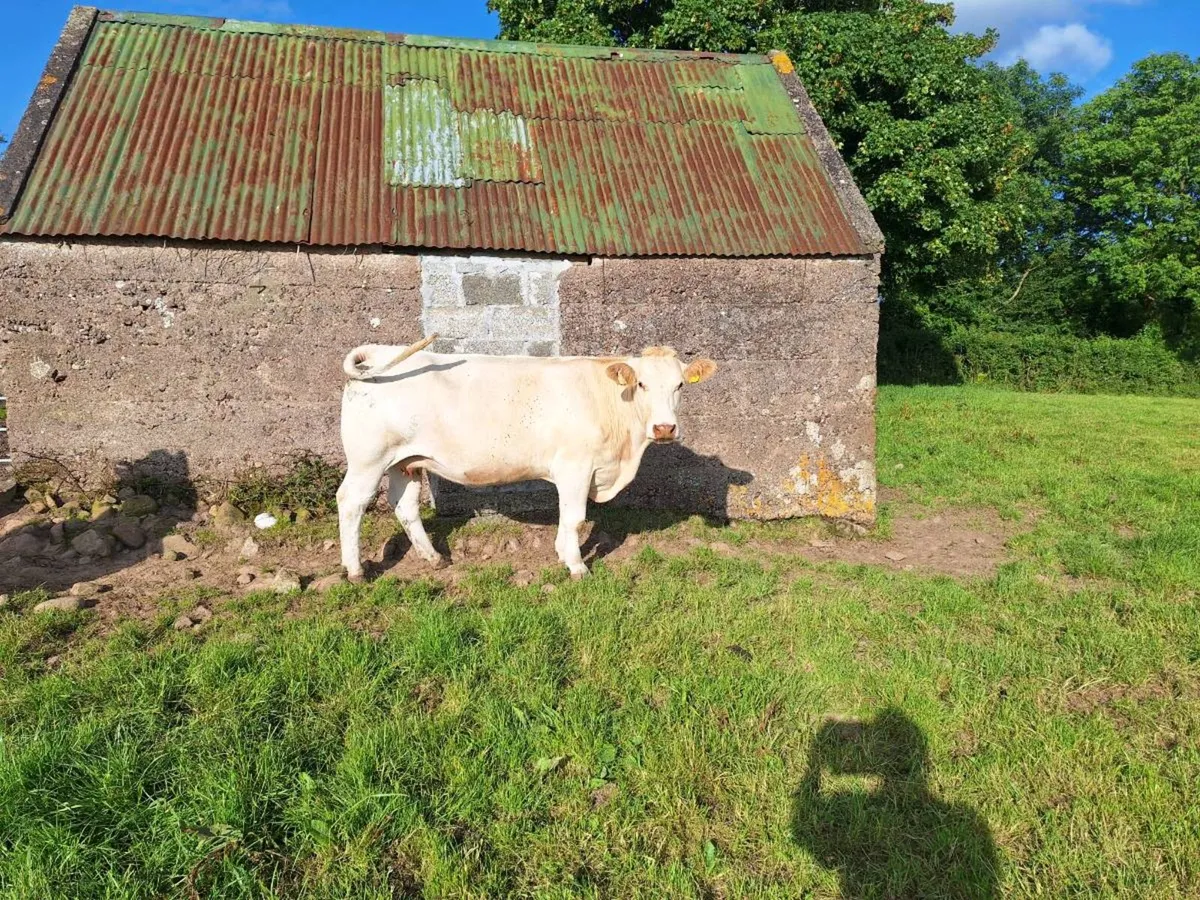 Charlaois x sim suckler cow - Image 2