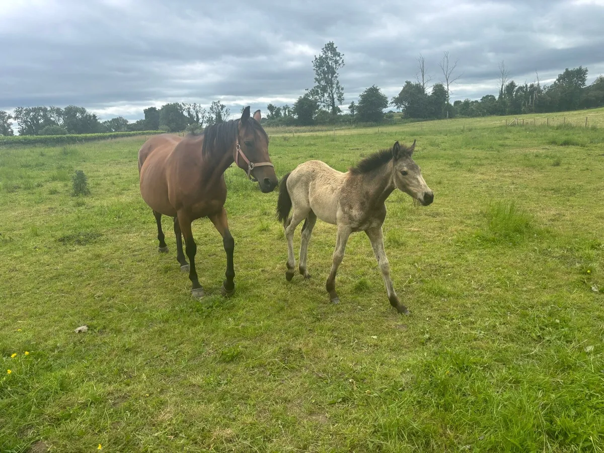 16.1 broodmare in Foal and Dun filly foal at foot - Image 2