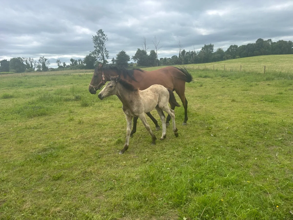 16.1 broodmare in Foal and Dun filly foal at foot - Image 3