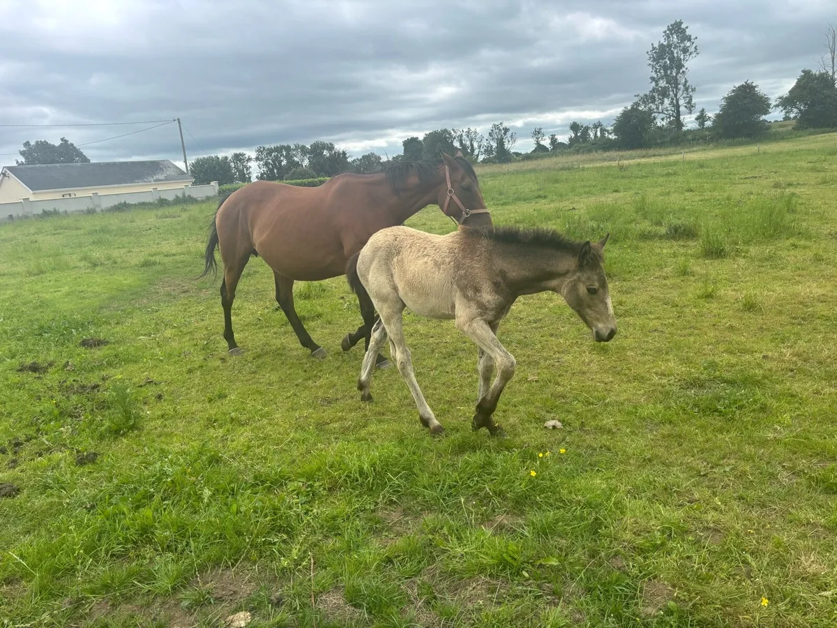 16.1 broodmare in Foal and Dun filly foal at foot - Image 4