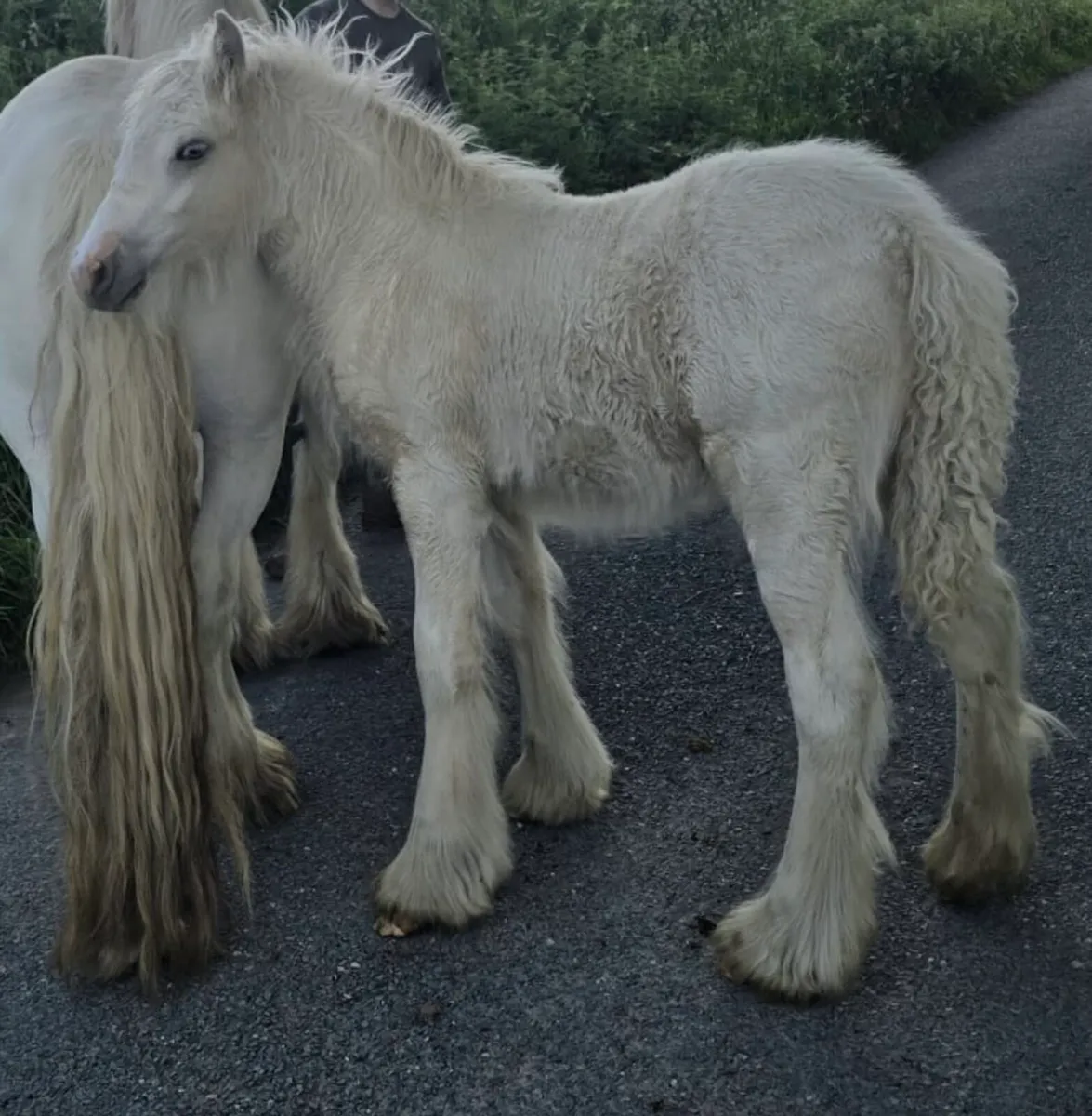 **Heavy cob mares ** - Image 2