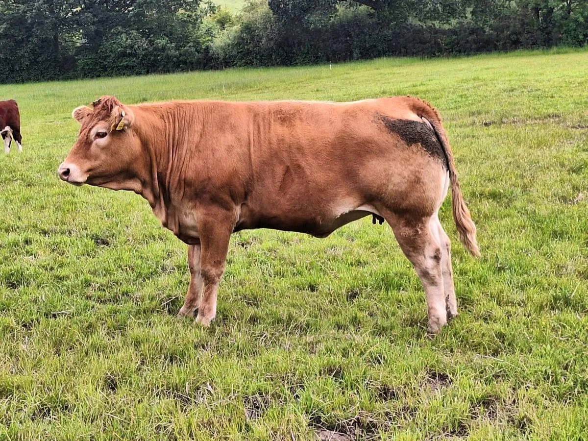 Charlaois x sim suckler cow - Image 3