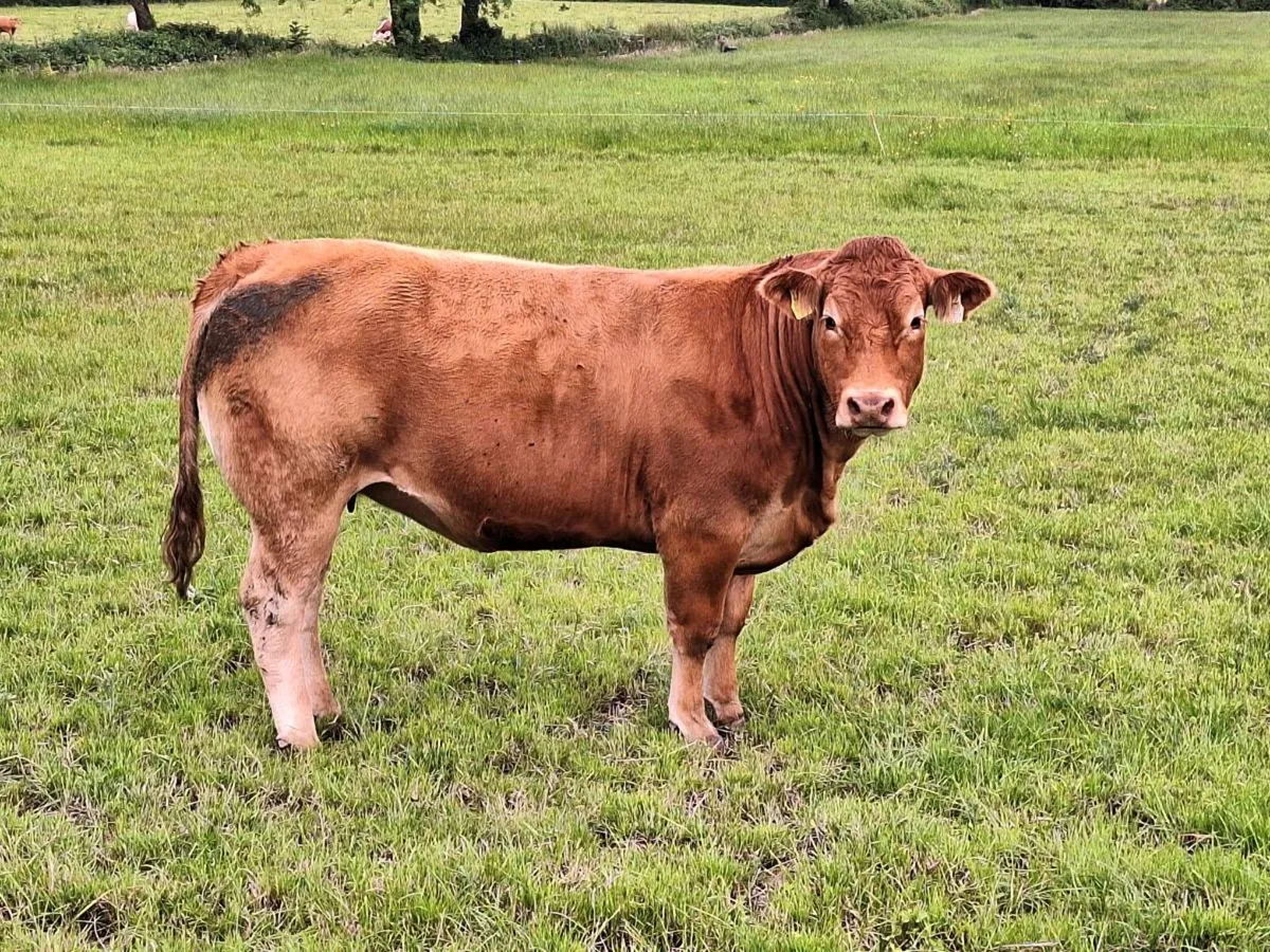 Charlaois x sim suckler cow - Image 4