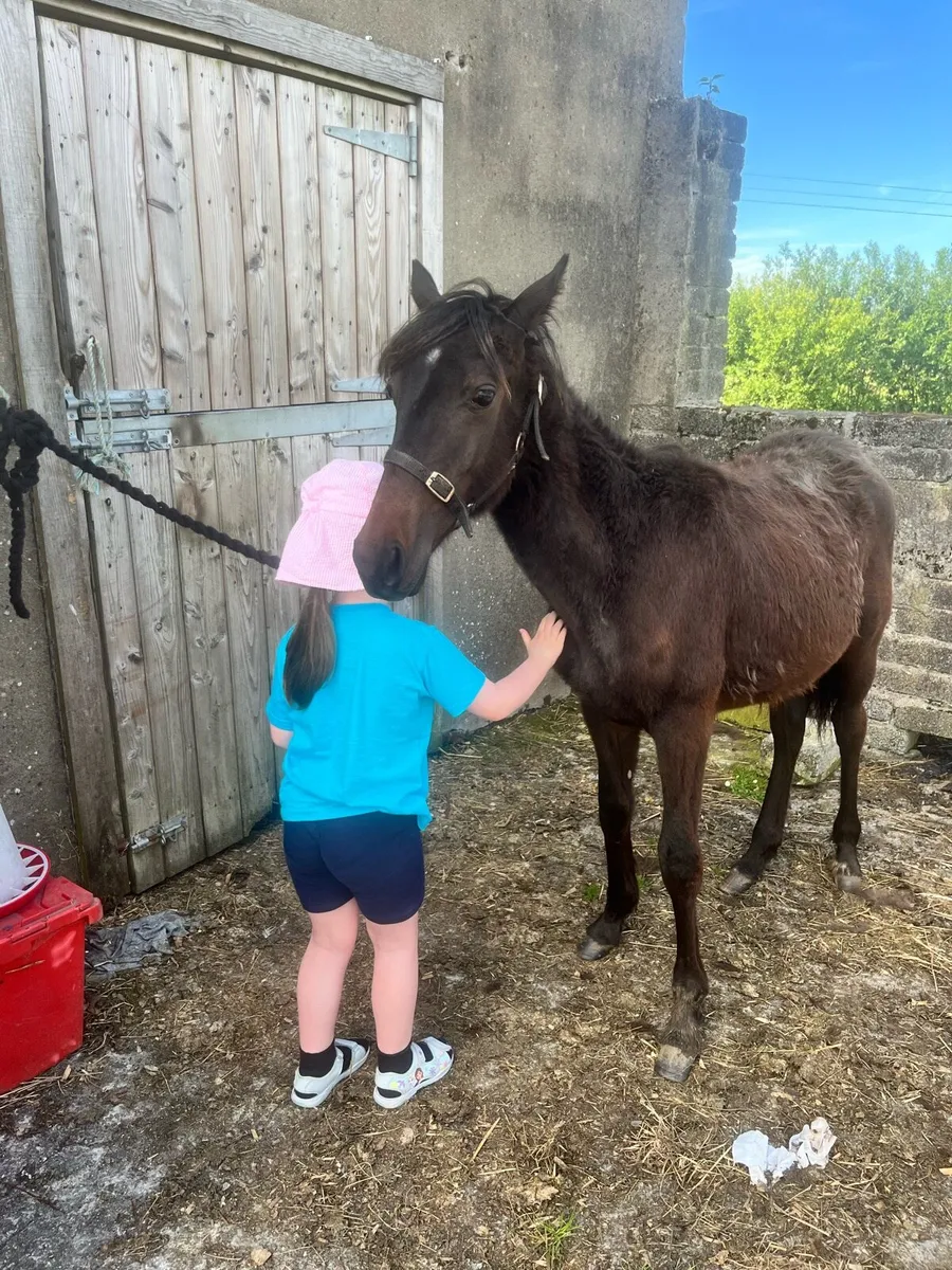 Colt foal - Image 1