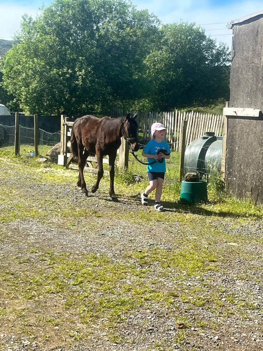 Colt foal - Image 2