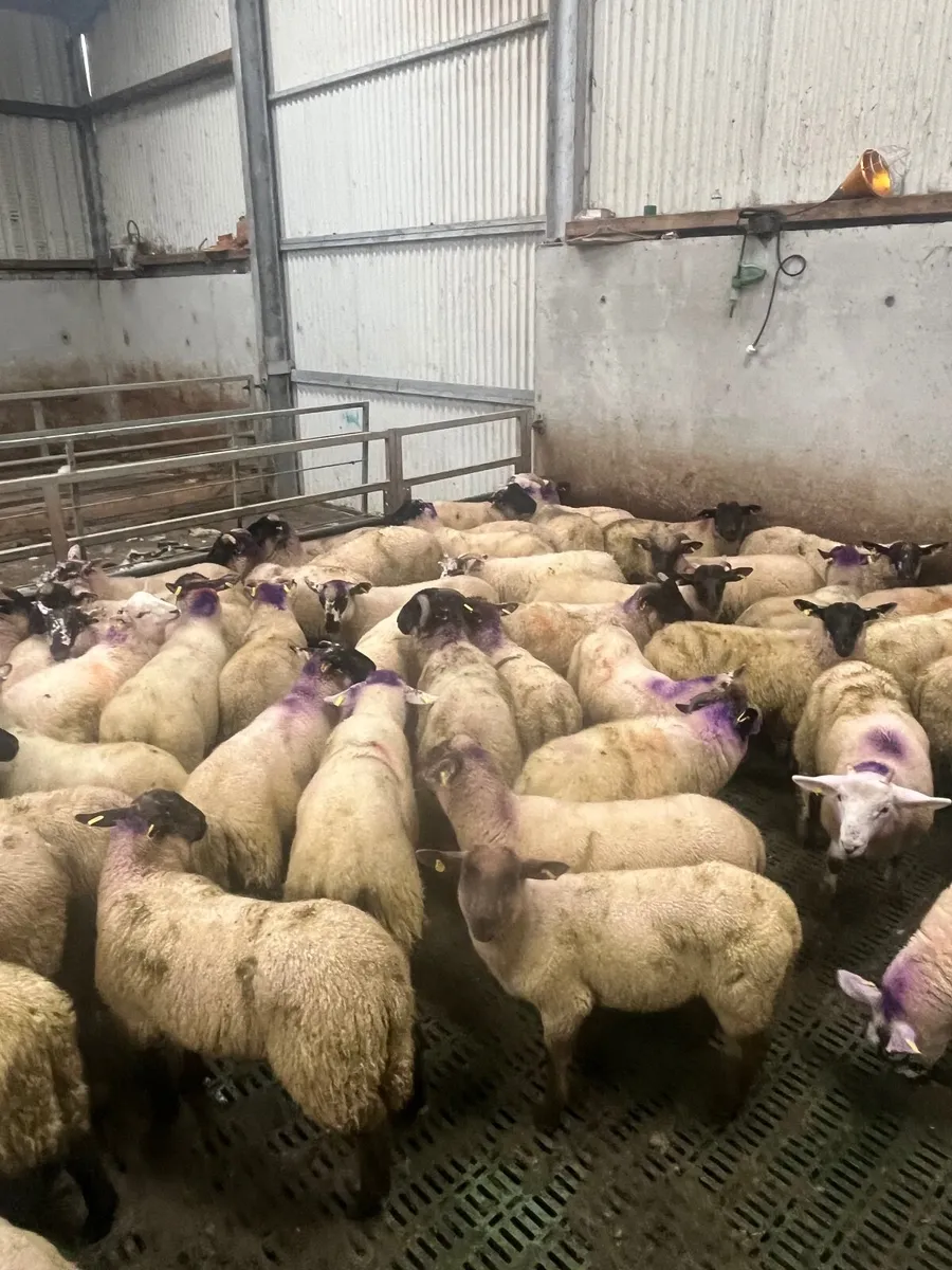 65 super Suffolk ram lambs - Image 1