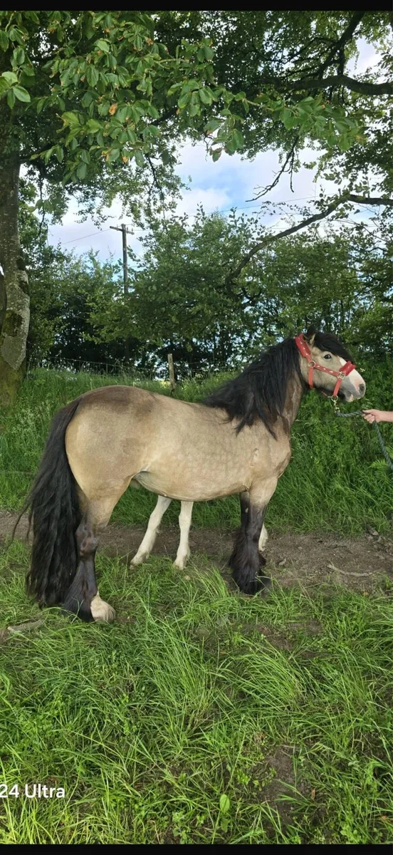 **Heavy cob mares ** - Image 4