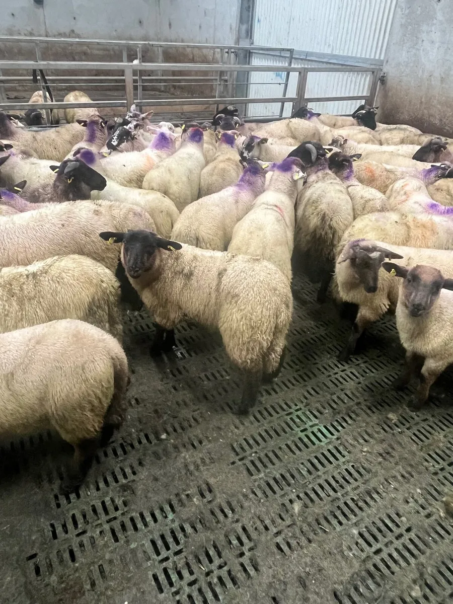 65 super Suffolk ram lambs - Image 3