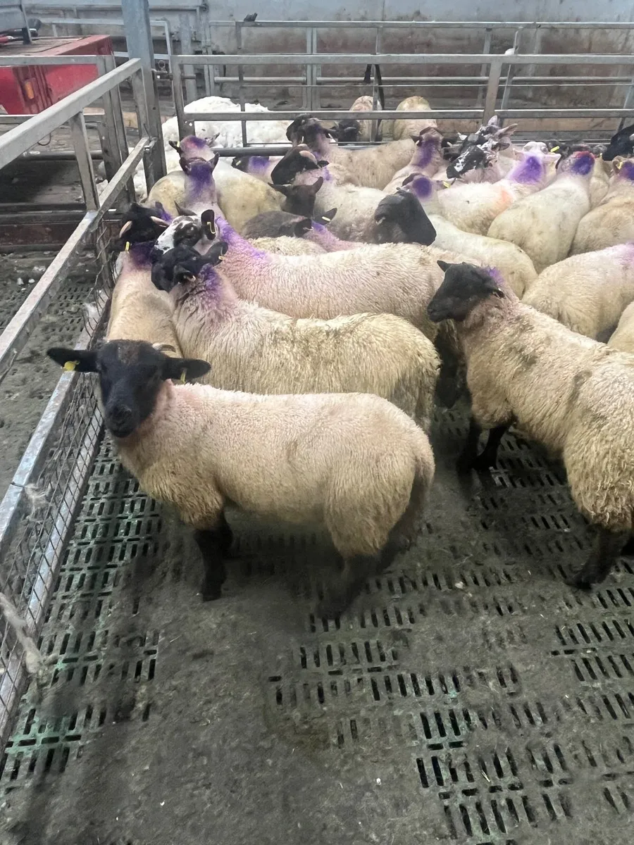65 super Suffolk ram lambs - Image 4