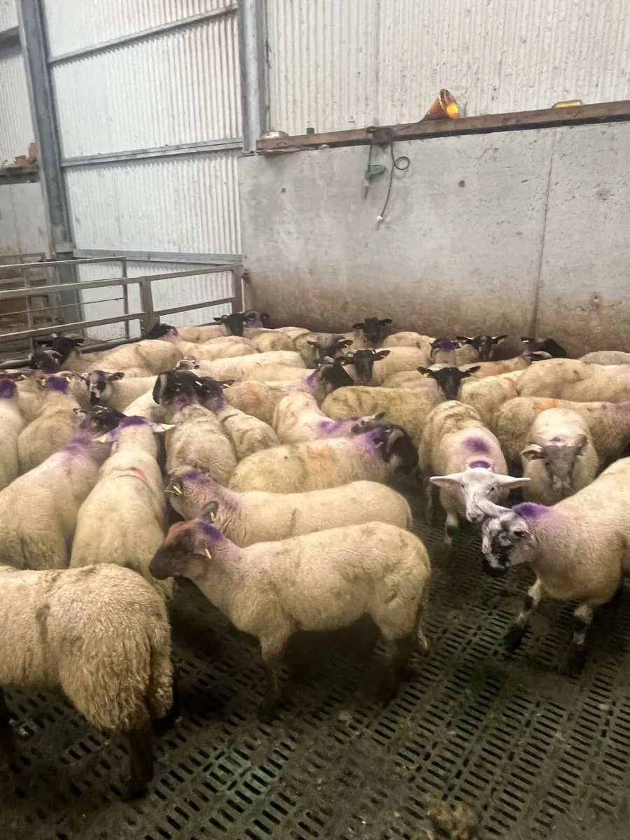 65 super Suffolk ram lambs - Image 2
