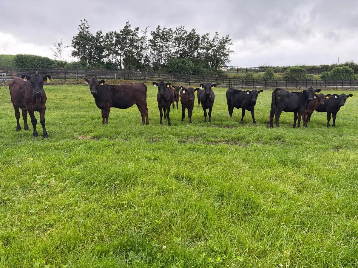 11 super 150 kilo angus heifer weanling for sale - Image 2
