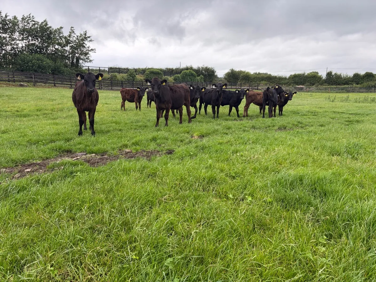 11 super 150 kilo angus heifer weanling for sale - Image 3