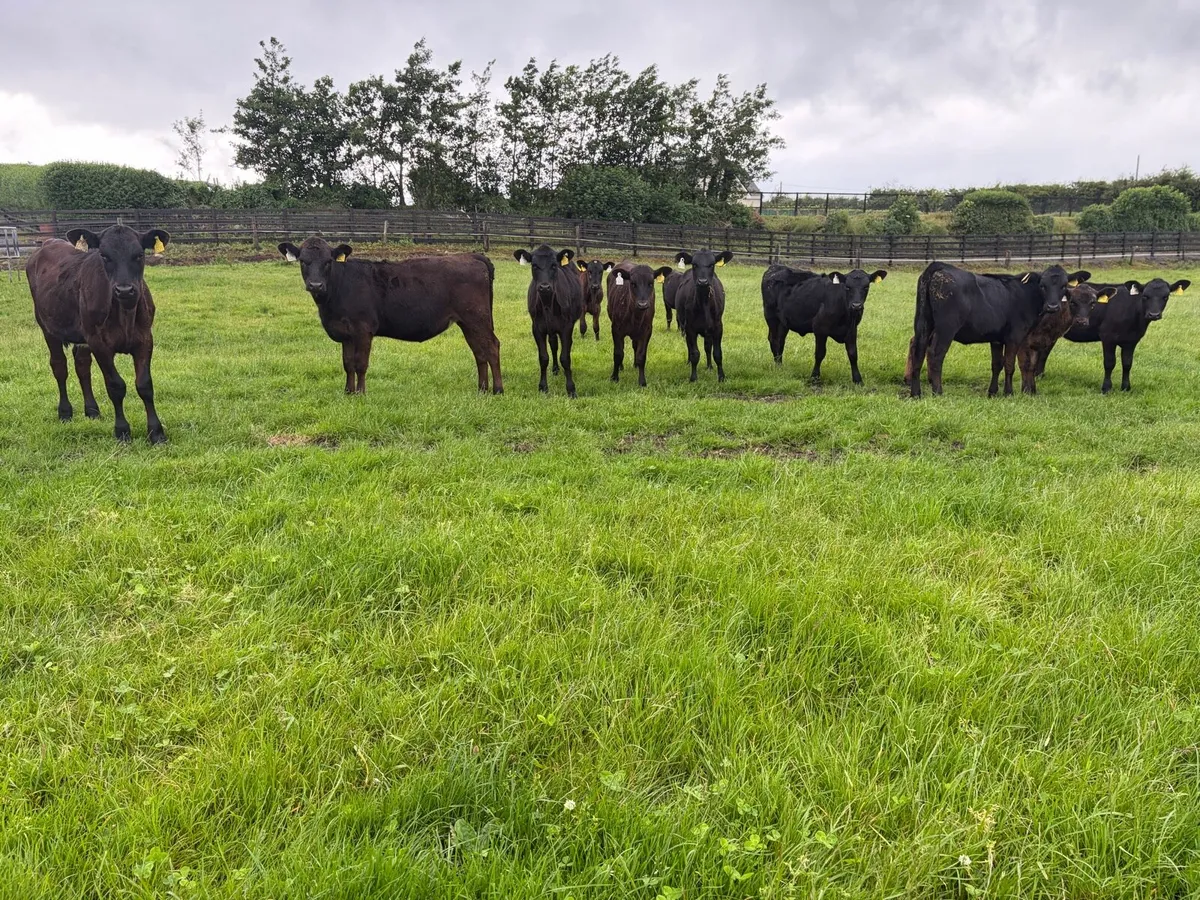 11 super 150 kilo angus heifer weanling for sale - Image 1