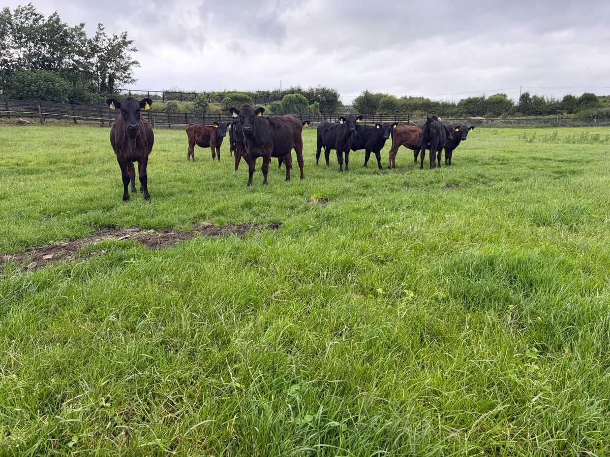 11 super 150 kilo angus heifer weanling for sale - Image 4