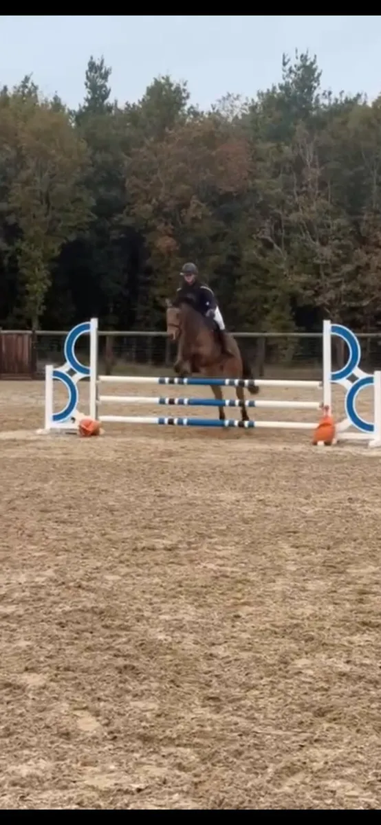 Pony - Image 4