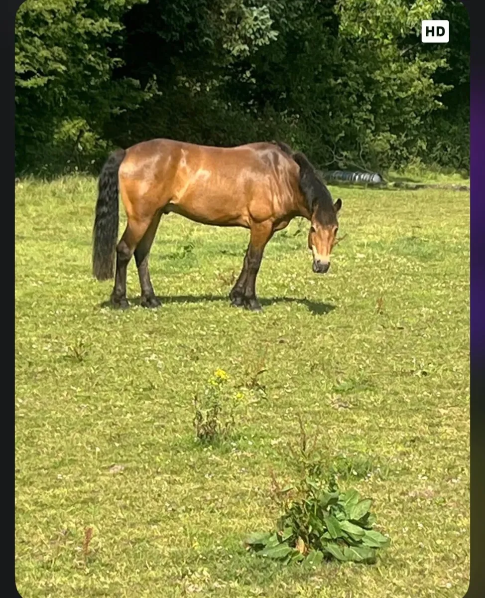 Pony - Image 1