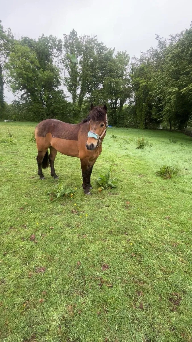Pony - Image 2