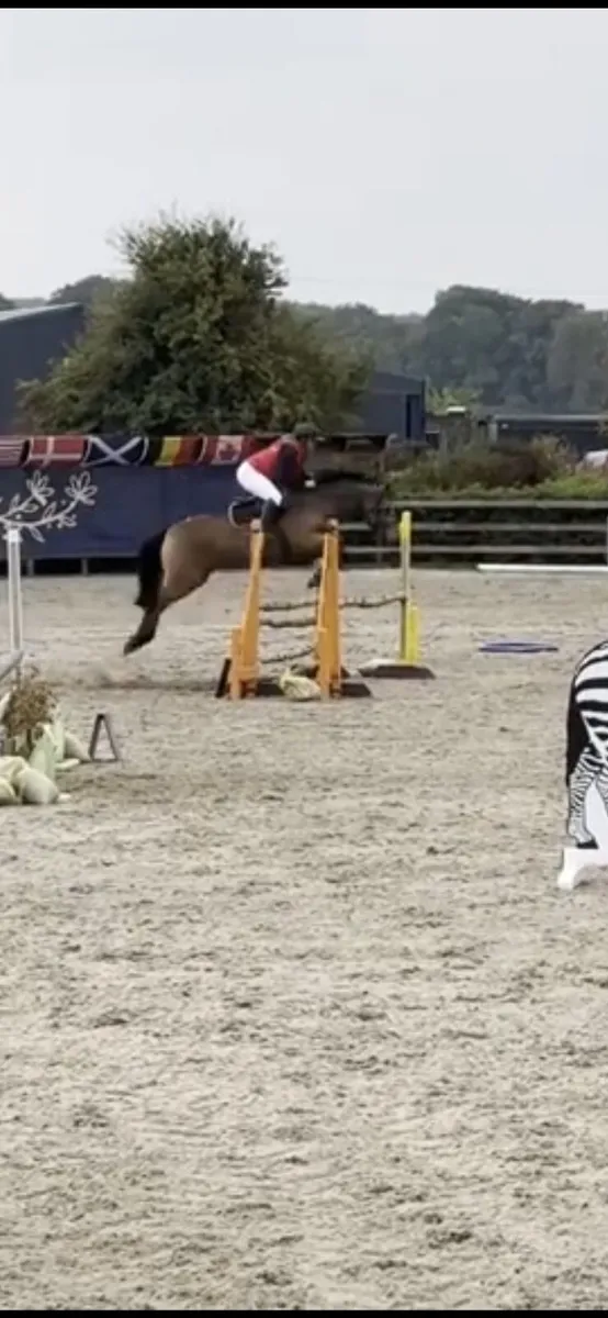 Pony - Image 3