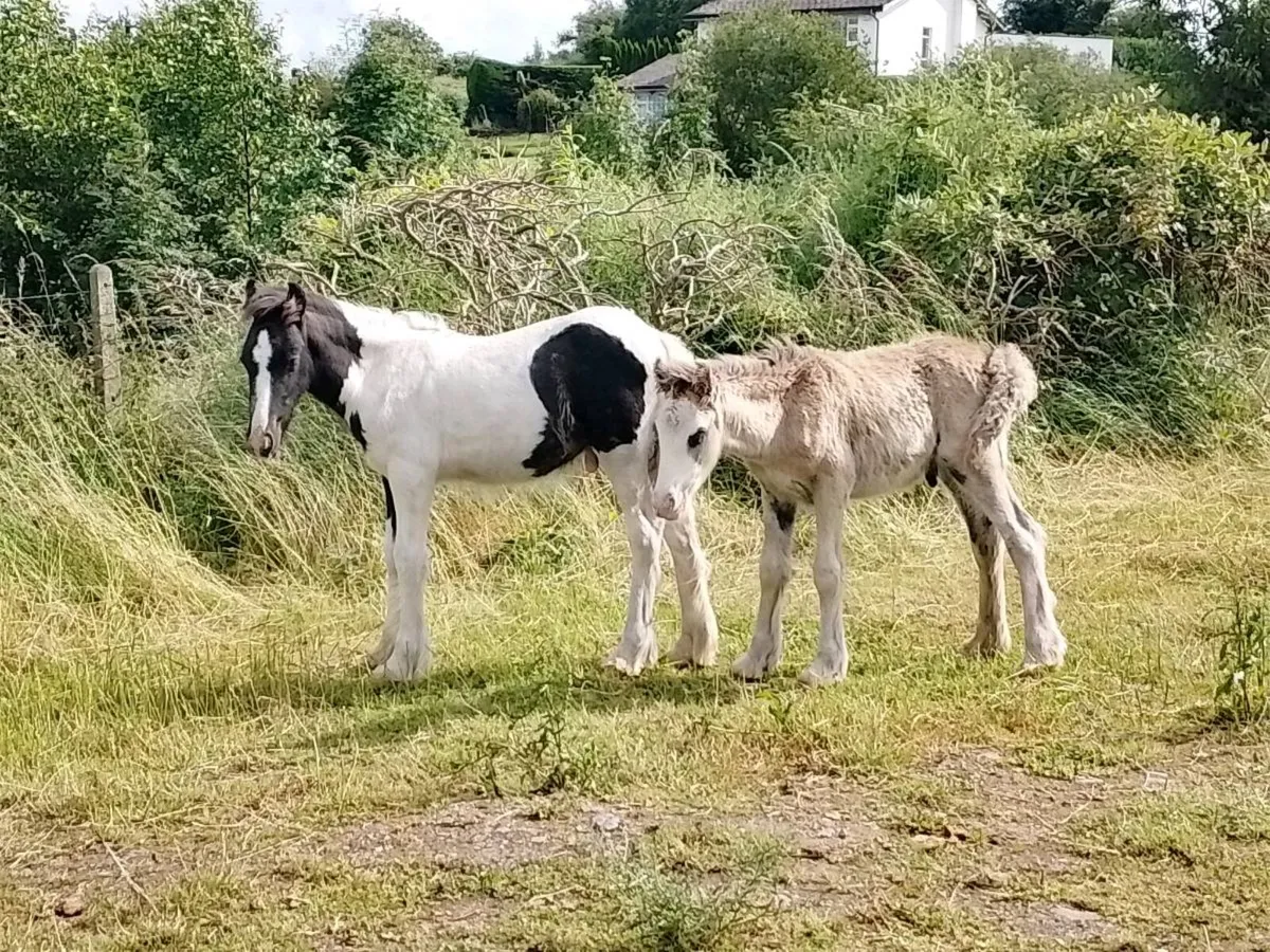 Foals - Image 1
