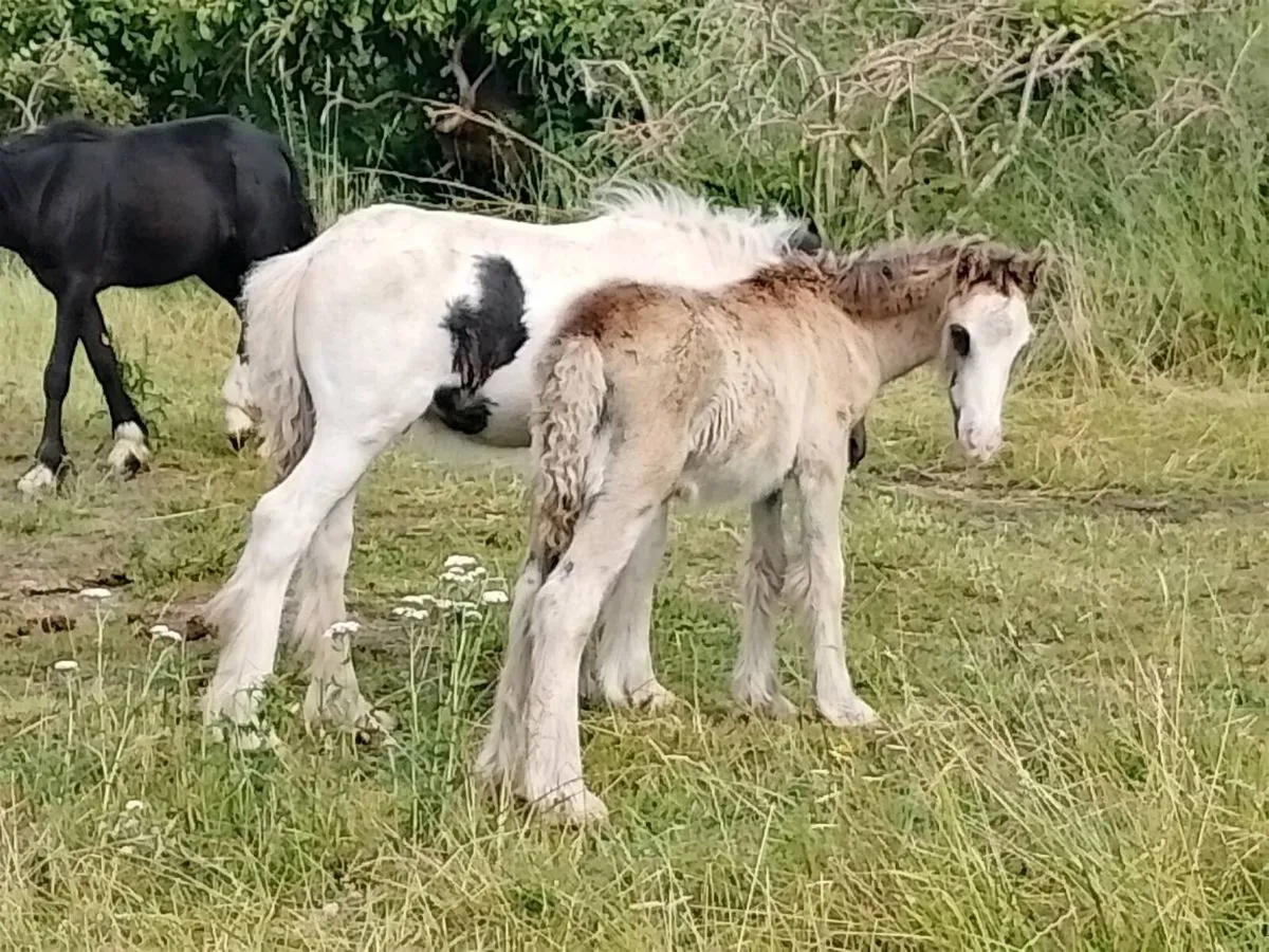 Foals - Image 2