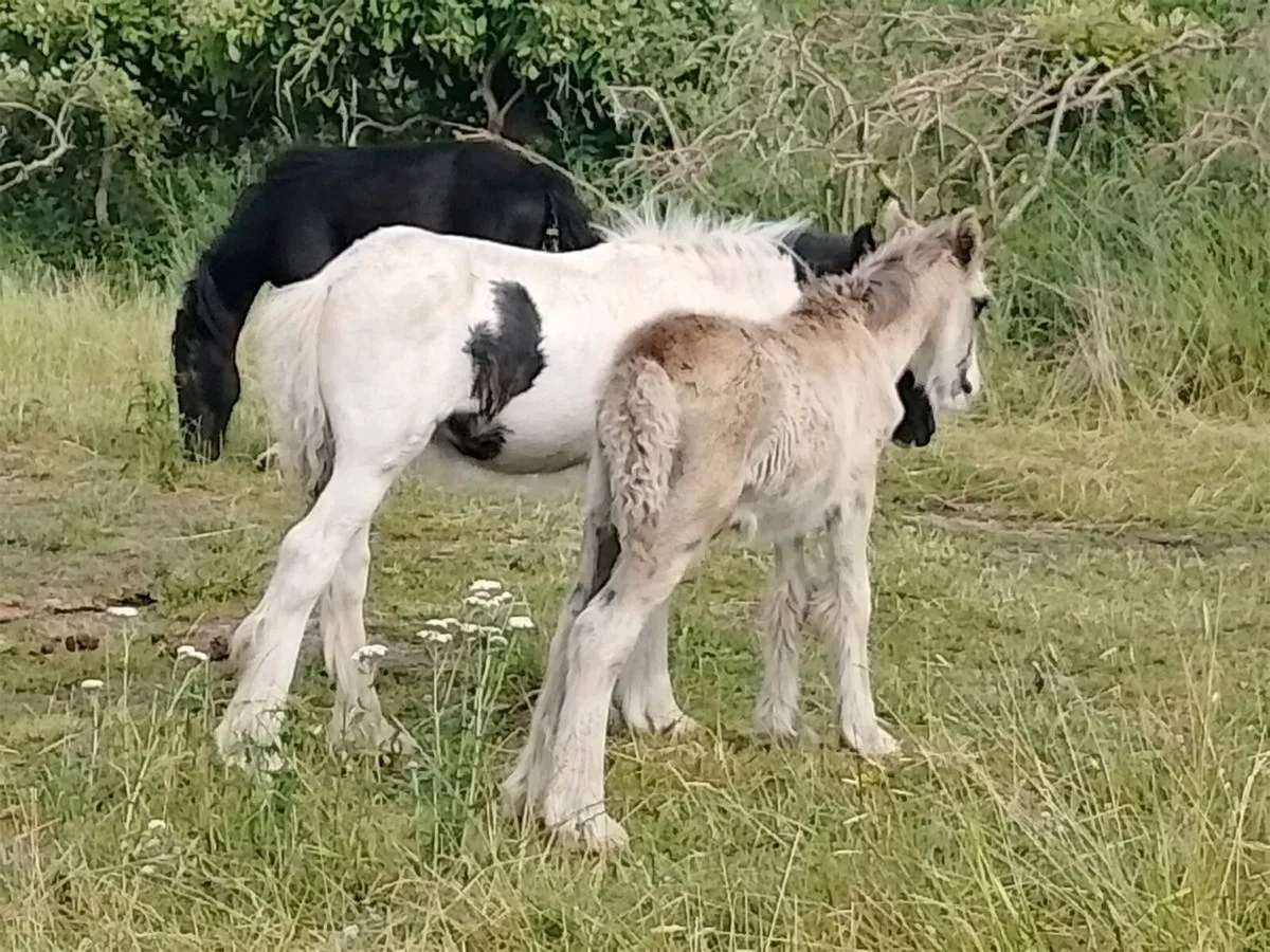 Foals - Image 3