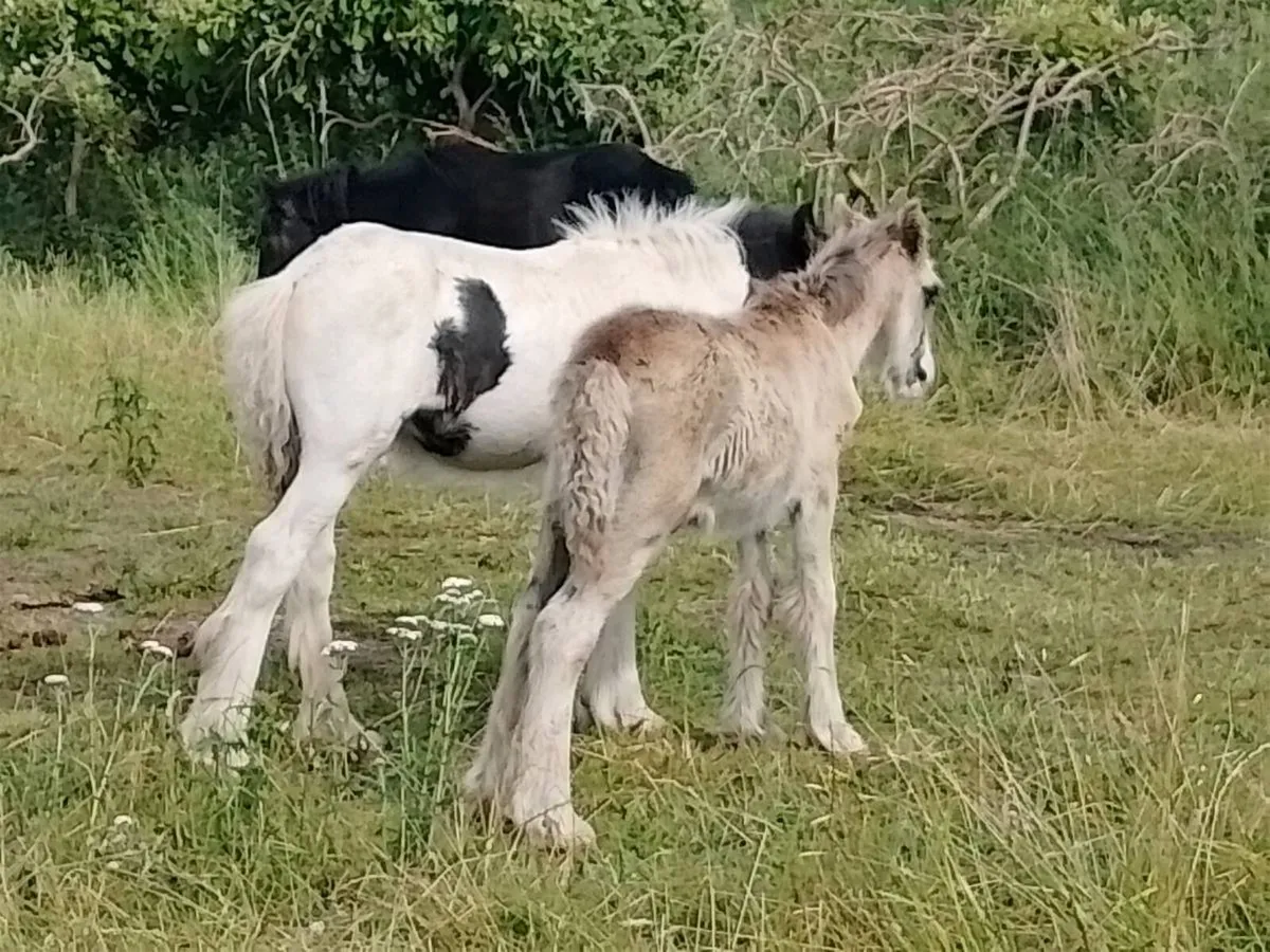 Foals - Image 4