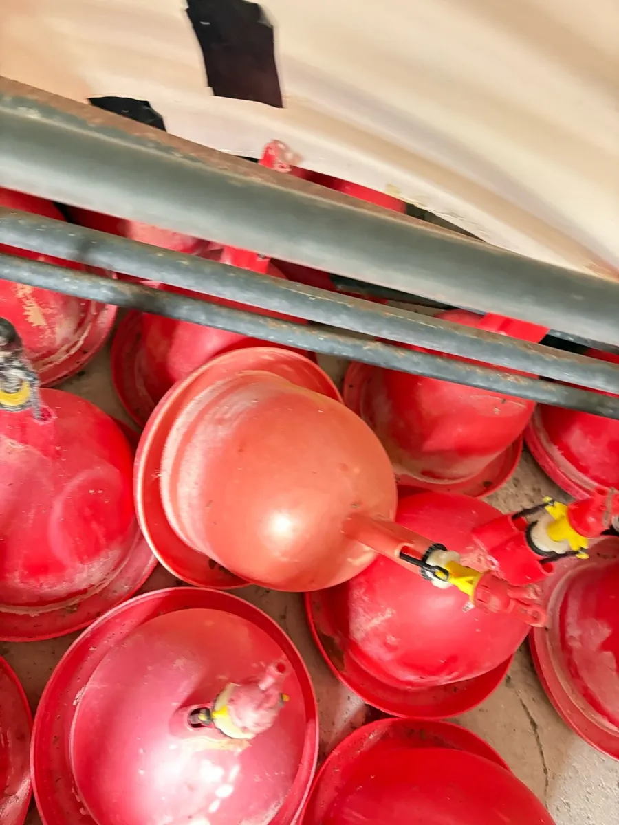 Automatic Bell Drinker for poultry - Image 2