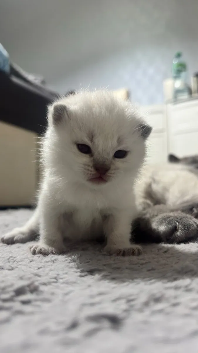 British shorthair kittens - Image 2